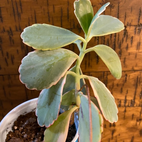 lavender scallop kalanchoe - Picture 1 of 5